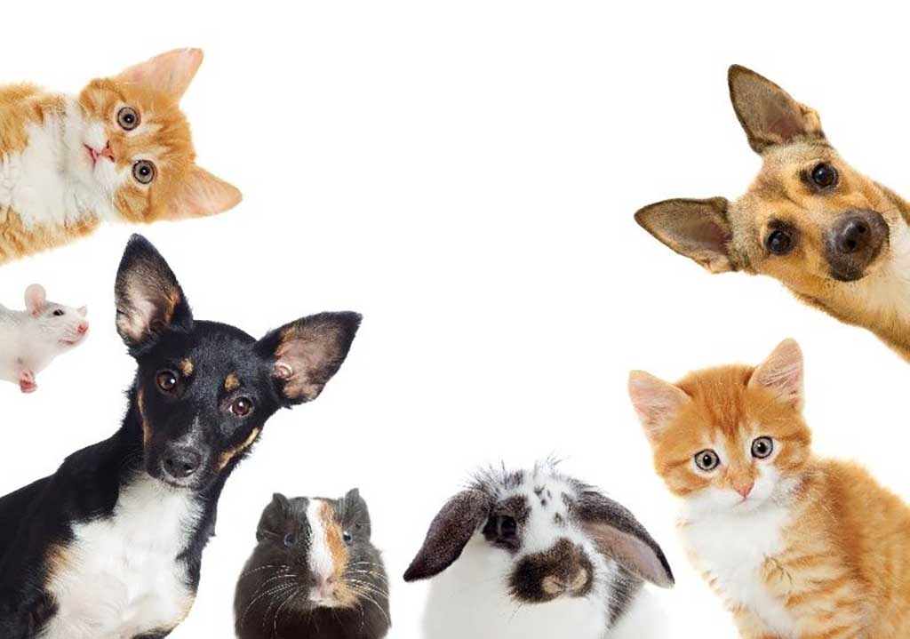 animales